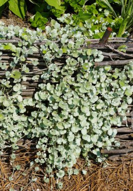 The tiny leaves of Dichondra Argentea 'Silver Falls' trailing down the stick garden border clipart