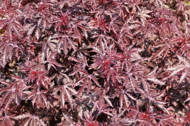Hibiscus Mahogany Splendor 'un güzel koyu kırmızı yaprakları, yıllık bitki.
