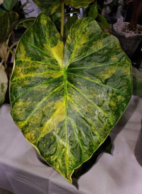 Alocasia Regal Shield Aurea 'nın çarpıcı yaprağı. Popüler bir tropikal bitki.