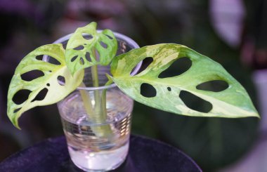 Nadir ve pahalı bir tropik bitki olan Monstera Adansonii Aurea 'nın sarı ve yeşil yaprakları.