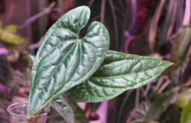 Anthurium Luxury 'nin güzel yapraklarına yakın çekim. Nadir bulunan bir tropikal bitki olan Ters Geçiş Rüyaları.