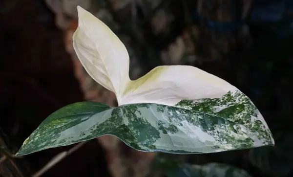 stock image Closeup of a beautiful cream and green variegated leaf of Syngonium Aurea