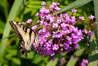 Closeup of the Eastern Tiger Swallowtail on a pink Butterfly Bush flowers clipart