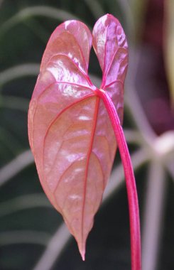 Kırmızı damarlı ve yeni açılmış Anthurium Yaprağı Lüks Düşler Ters Geçiş, nadir bir tropikal bitki