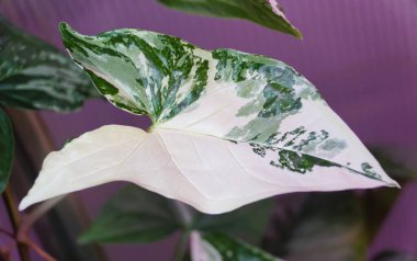 Sengonyum Podophyllium Albo bitkisinin güzel beyaz ve yeşil mermer yaprağı