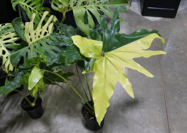 Güzel yeşil ve sarı Thaumatophyllum yaprağı Angela çeşitleri, nadir ve pahalı bir tropikal bitki