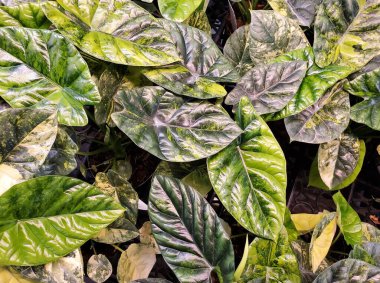 A spread of the beautiful leaves of Alocasia Sinuata Aurea Variegated, a rare and expensive tropical plant clipart