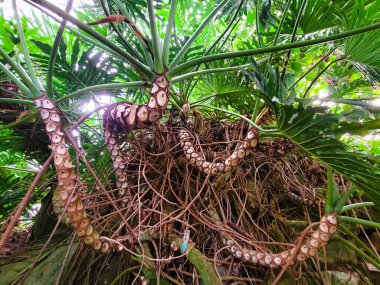 Büyümüş Philodendron Selloum desenli sapları ve büyüleyici hava kök yapısıyla