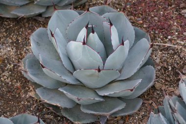 Enginarın eşsiz deseni bilimsel adı Agave parryi var truncata