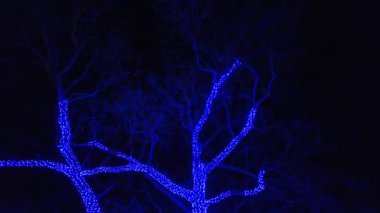 Philadelphia Hayvanat Bahçesi, Pennsylvania, ABD 'de LumiNature sırasında mavi ışık ve yüzen denizanalarıyla aydınlatılmış ağaç.