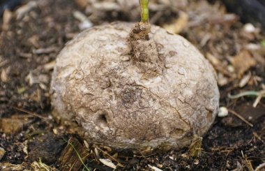 Closeup of the Stephania Erecta bulb on the soil clipart