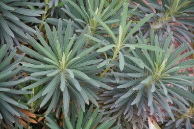 Akdeniz 'in gri-yeşil yapraklarından oluşan yoğun bir küme bilimsel adı Euphorbia the Dwarf olan Bruce' un Cücesini temizler.