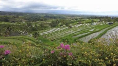 Tepelerdeki çizgili pirinç terası Endonezya 'nın Jatiluwih kentindeki Balili çiftçiler tarafından geliştirilen etkileyici bir toplu su sistemi kullanılarak sulanıyor..