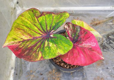 Canlı Tayland Caladium, büyüleyici bir kırmızı, yeşil ve sarı renk karışımı sergiliyor..