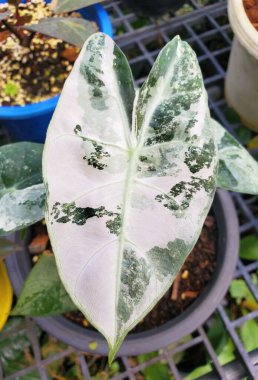 Alocasia Pembe Ejderhası 'nın güzel yaprağına yakın çekim