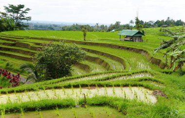 Jatiluwih, Bali, Endonezya yakınlarındaki tarlaların arasına yerleşmiş geleneksel küçük bir kulübe ile canlı yeşil pirinç tarlalarıyla kaplı yuvarlanan yamaçlar.