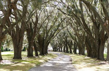 Asfaltlı bir yol, kışın Haven, Florida, ABD yakınlarında İspanyol yosunlarına sarılı antik meşe ağaçlarının arasından esiyor.