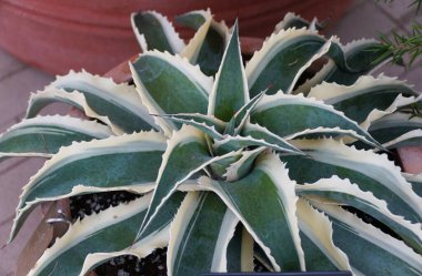 Mangave Gelin Şelalesinin güzel beyaz ve yeşil yaprakları