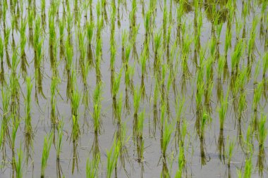 Yeşil çeltik filizleri Jatiluwih, Bali, Endonezya yakınlarındaki sığ sularda dimdik duruyor.