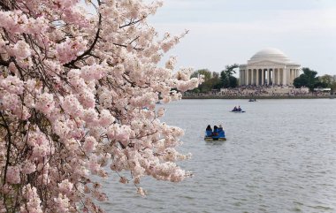 Washington D.C., U.S.A - 29 Mart 2025 Tidal Basin üzerinde kiraz çiçekleri çağlıyor, yüzen botlar ve Lincoln Anıtı arka planda..