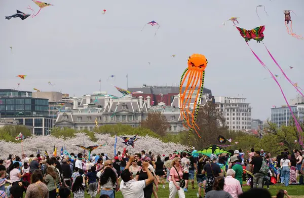 Washington D.C., U.S.A - 29 Mart 2025 - Renkli uçurtmalar bahar esintisinde hareketli bir kalabalığın ve kiraz çiçeklerinin arka planında dans ediyorlar.