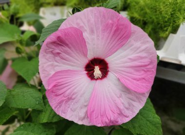 Güzel, pembe, çiçek açmış Spinderella Rose Mallow çiçeği.