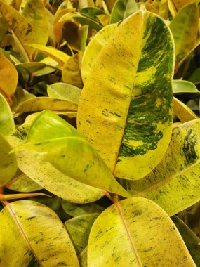 Ficus Elastica Shivereana 'nın güzel sarı ve yeşil yaprakları, popüler bir tropikal bitki.
