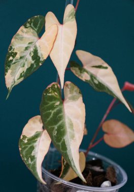 Fallopia Multiflora 'nın güzel yeşil ve krem rengi yaprakları. Yükselen tropikal bir bitki.