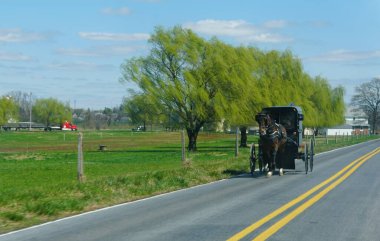 Lancaster County, Pennsylvania, ABD - 1 Nisan 2025 - Canlı yeşil tarlalar ve sallanan söğüt ağaçlarıyla çevrili kırsal bir yolda at arabasıyla geziyor.