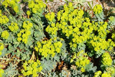 Wood Spurrea bitkilerinin parlak sarı çiçekleri, bilimsel adıyla Euphorbia amigdaloides Purpurea