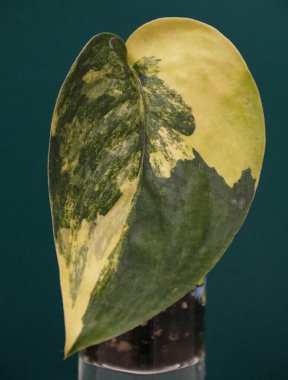 Scindapsus Jade Satin 'in canlı bir kalp şeklindeki yaprağı Değişken, büyüleyici bir limon sarısı ve koyu yeşil renk karışımı sergiliyor.