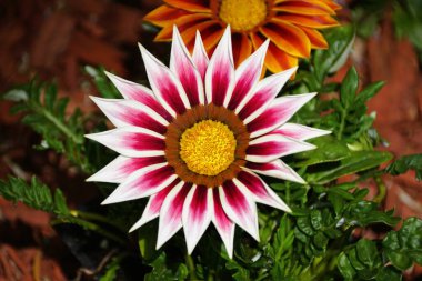 Göz kamaştırıcı bir Gazania çiçeğinin yakın çekimi, kırmızı ve beyaz taç yapraklarının karmaşık desenlerini gözler önüne seriyor.