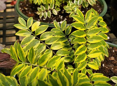 Sarı ve yeşil yapraklı Polemonyum Pulcherrimum Altın Tüyleri.