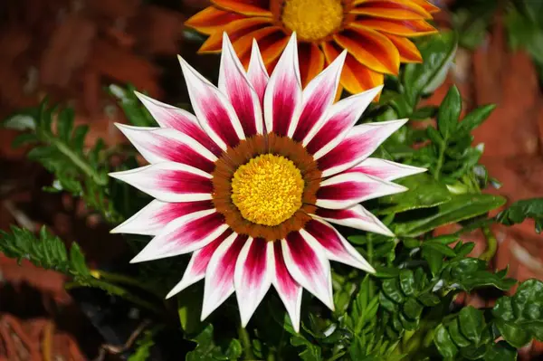 Göz kamaştırıcı bir Gazania çiçeğinin yakın çekimi, kırmızı ve beyaz taç yapraklarının karmaşık desenlerini gözler önüne seriyor.