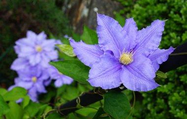 Erken dönem çiçekli Clematis 'in 
