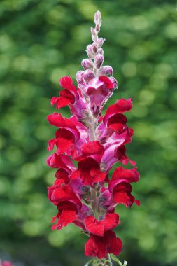 Güzel Aslanağzı çiçeğinin yakın çekimi, kırmızı yaprakları yumuşak yeşil bir bahçe arka planına karşı dik duruyor..