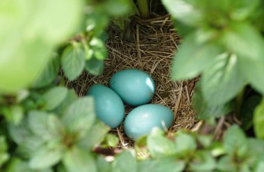 Çimenlerle çevrili samandan yatağın içine yerleştirilmiş narin deniz mavisi yumurtaları..