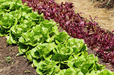 Ev sebze bahçesinde marul ve kırmızı pancar da dahil olmak üzere sağlıklı bir sebze karışımı..