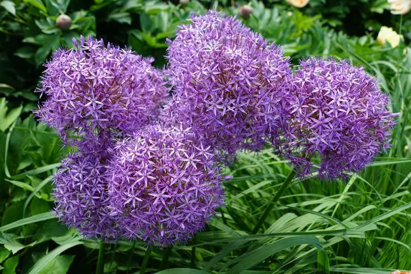 Mor Sansasyon İttifak çiçekleri yıldız şeklindeki karmaşık çiçekleri sergiliyor..