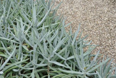 Parmak Aloe 'nin açık gri yaprakları çakıl yatağına karşı dokulu bir sınır oluşturuyor..