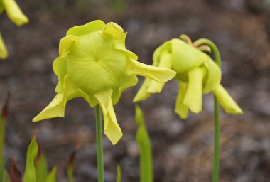 Sarracenia Flava çiçekleri, bulanık ve sessiz bir arkaplanda çarpıcı bir kireç sarısı rengi sergiliyor..