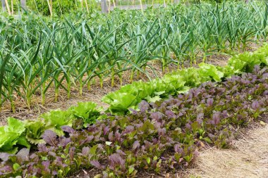 Titizlikle korunan bir sebze bahçesi. Sarımsak, marul ve hardal yeşillikleri sergileniyor..