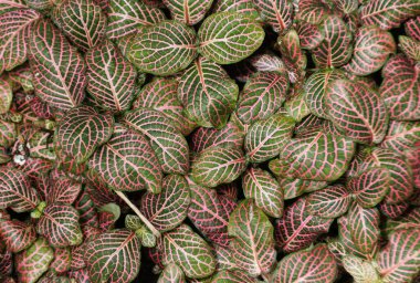 Yoğun bir Fittonia Albivenis yaprağı kümesi, pembe ve yeşil tonlarda karmaşık damar şekilleri sergiliyor..