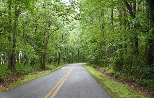 Yemyeşil orman gölgesinde dolambaçlı bir yol..
