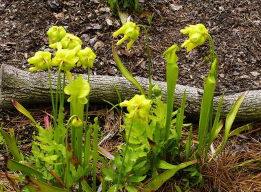 Sarracenia Flava, sarı sürahi bitkileri yeşil eğrelti otları ve çam samanlarının etrafında dimdik duruyorlar..