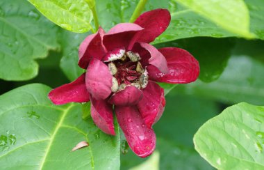 Bir Calycanthus çiçeğinin yakın çekimi, zengin, koyu kırmızı dokusunu sergiler..
