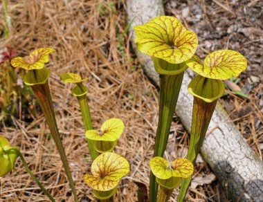 Sarracenia Flava var Cuprea Botanique, kırmızı-kahverengi damarlı canlı sarı-yeşil sürahiler sergiliyor..
