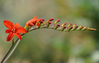 Bir Crocosmia Lucifer çiçeklerine yakın çekim, koyu kırmızıdan açık sarı renge doğru renk eğimini gösterir..