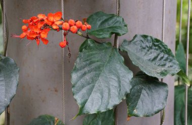 Koyu yeşil yapraklar ve Glorybower 'ın parlak kırmızı çiçekleri. Bilimsel adıyla Clerodendrum Splendens.