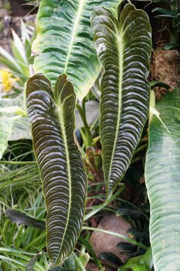 Yeni açılan Anthurium Veitchii yapraklarının detaylı görüntüsü, belirgin, tırtıklı dokuyu vurguluyor.